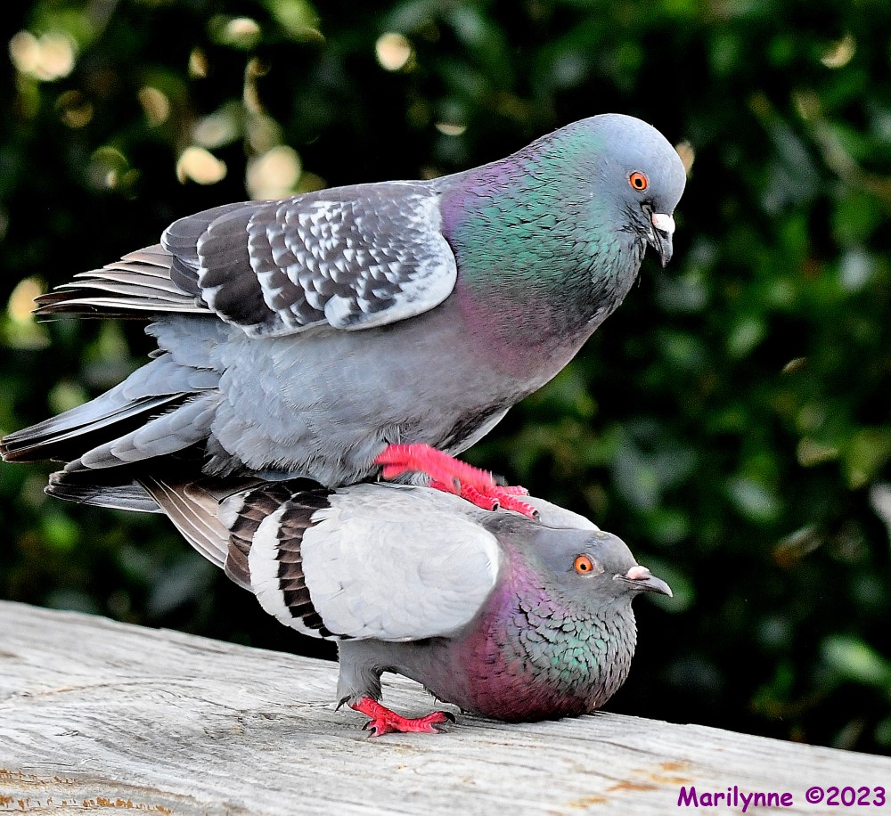 DSC_9022_001.JPG