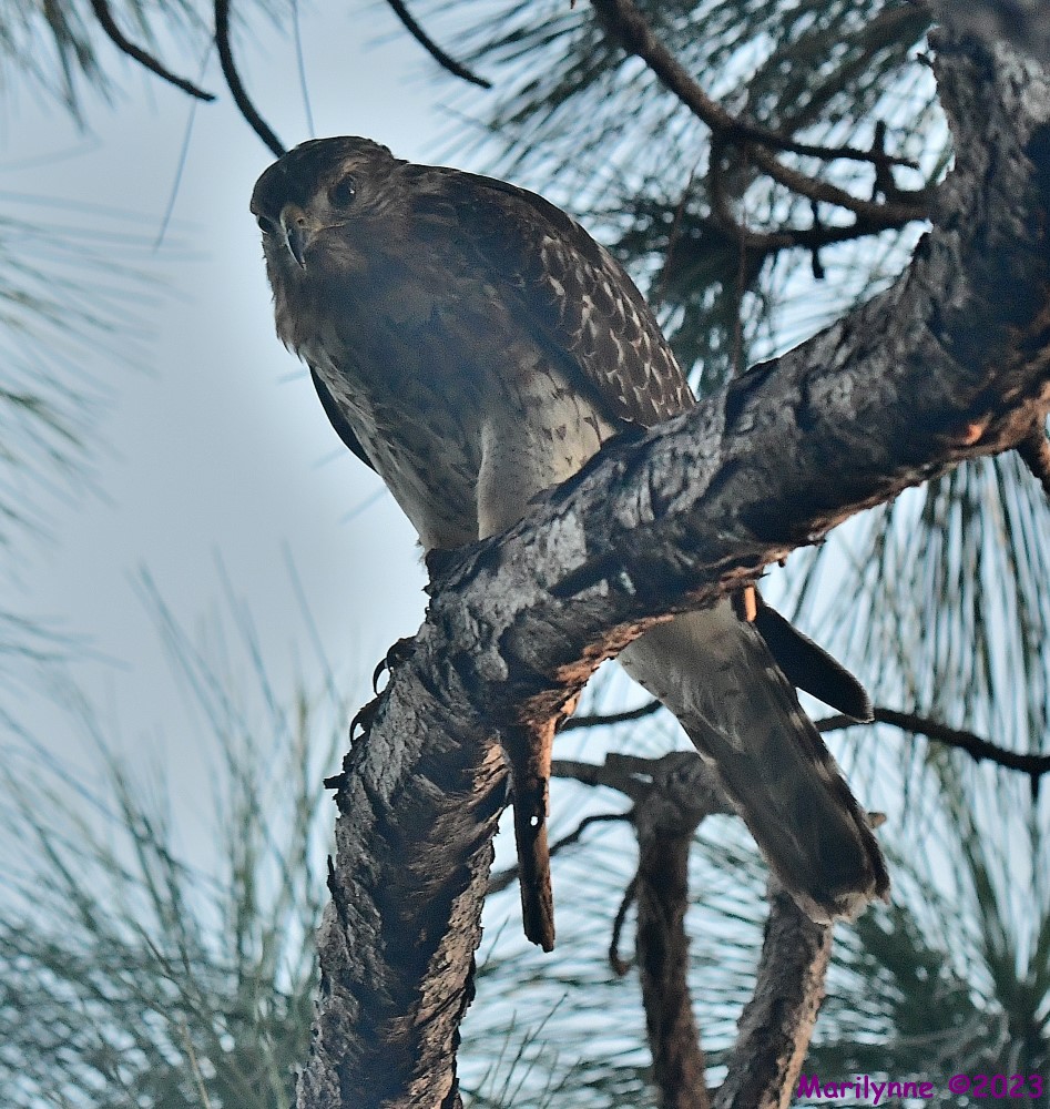DSC_9022_001.JPG