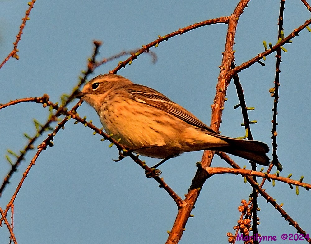 DSC_9022_001.JPG