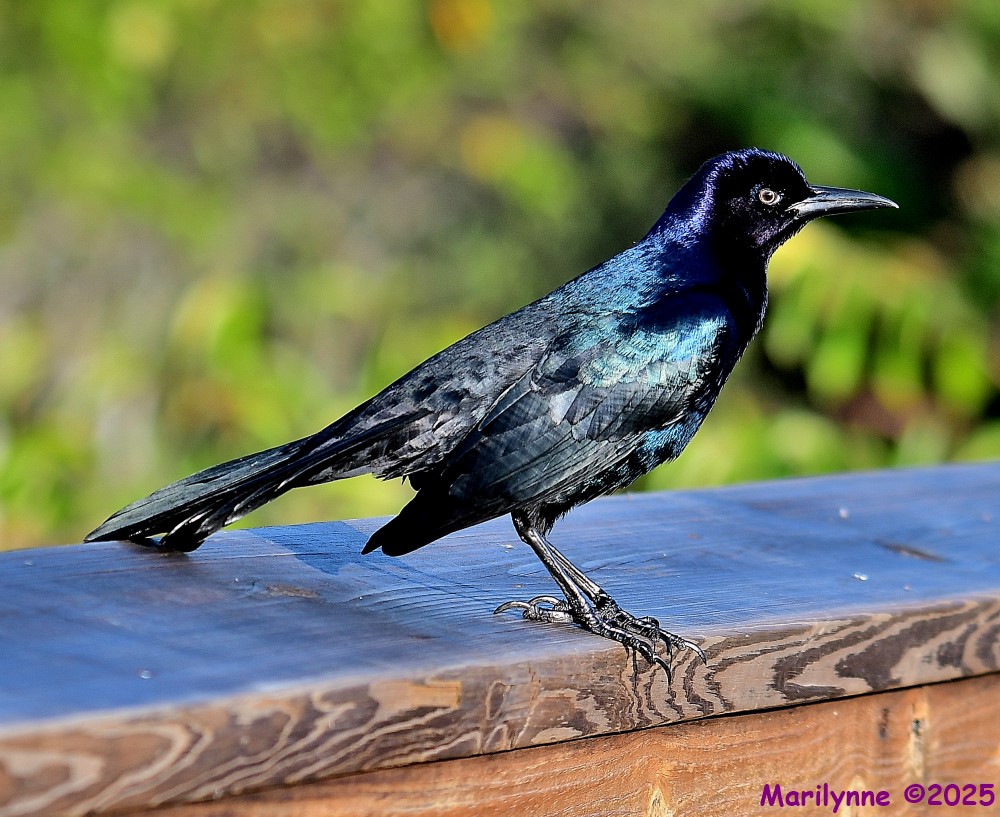 DSC_9023_001.JPG
