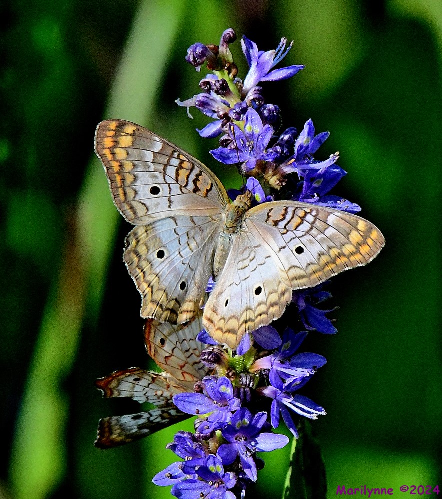 DSC_9024_001.JPG