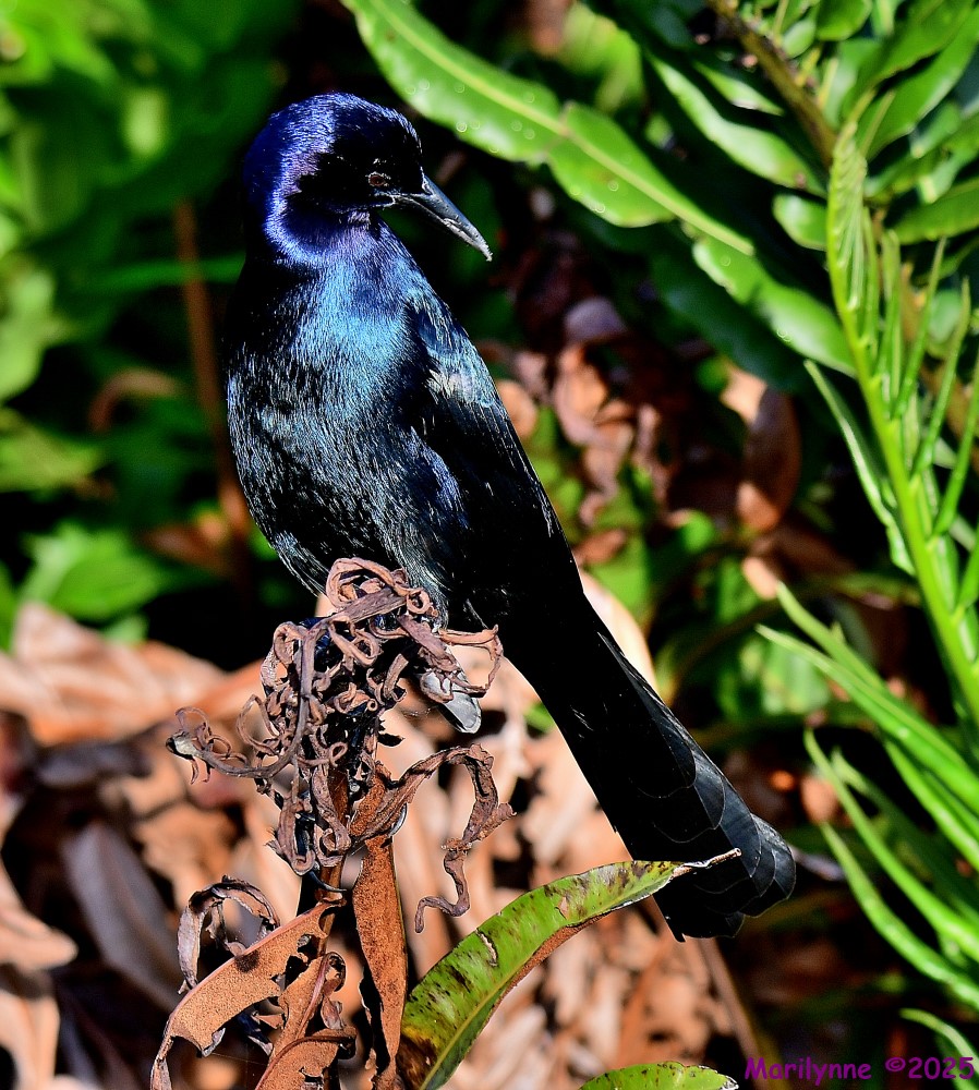 DSC_9025_001.JPG