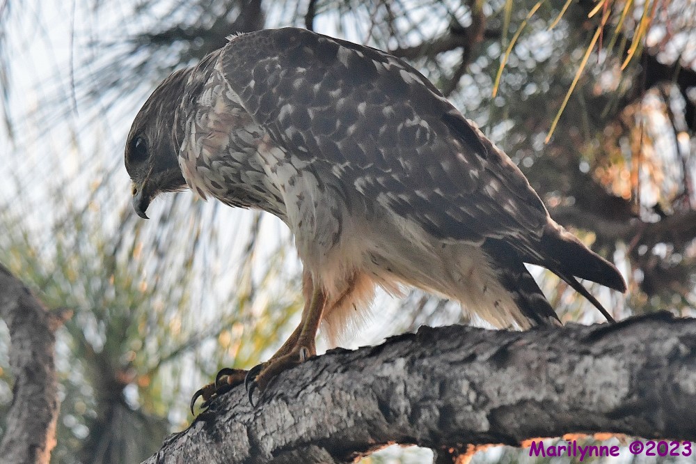 DSC_9026_001.JPG