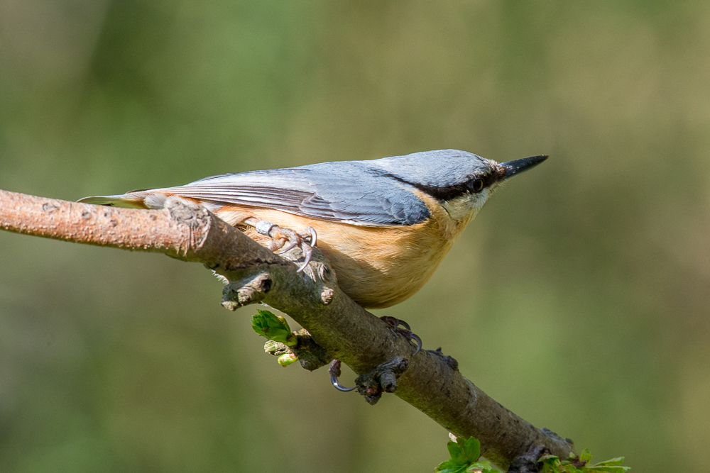DSC_9028.jpg
