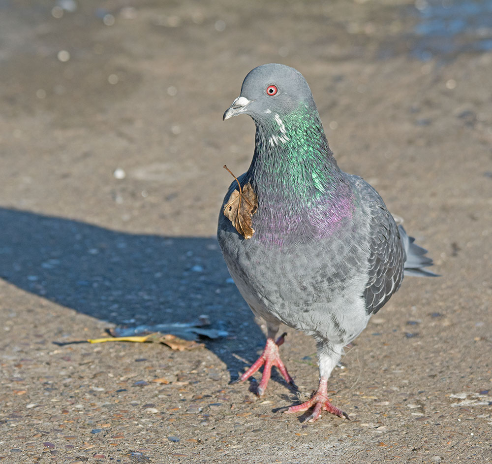 DSC_9031.jpg