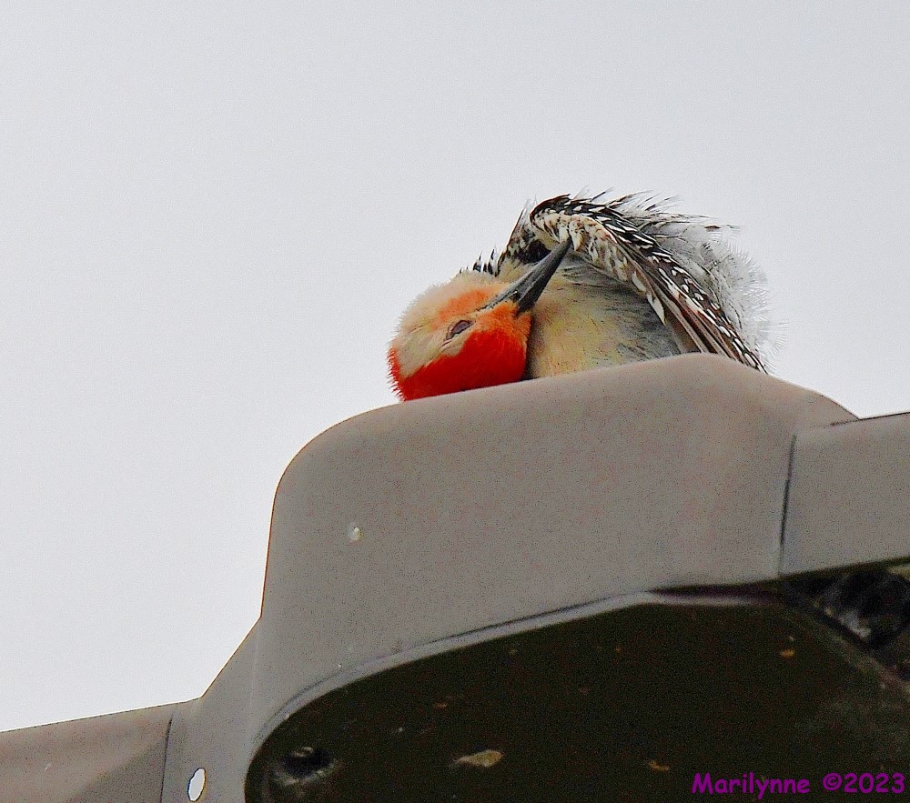 DSC_9034_001.JPG