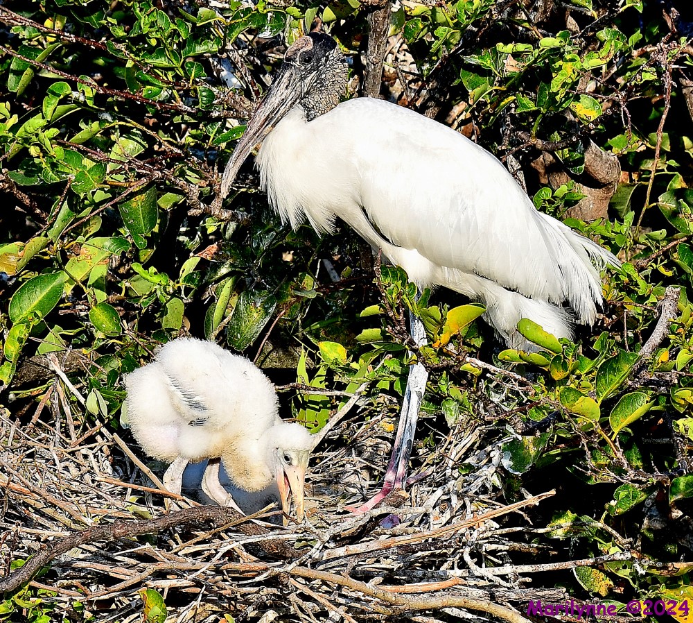 DSC_9037_001.JPG