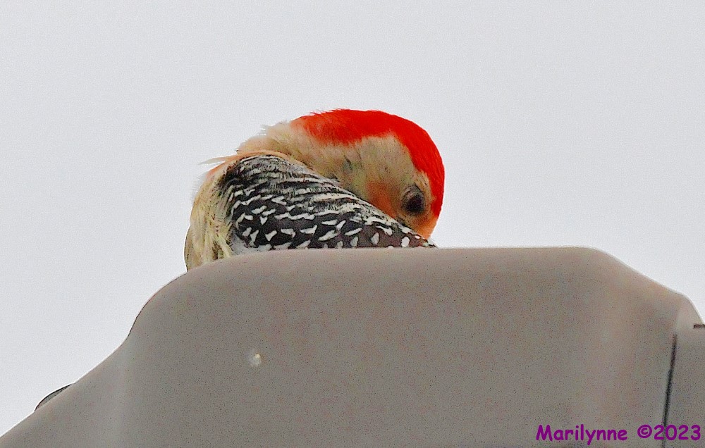 DSC_9039_001.JPG