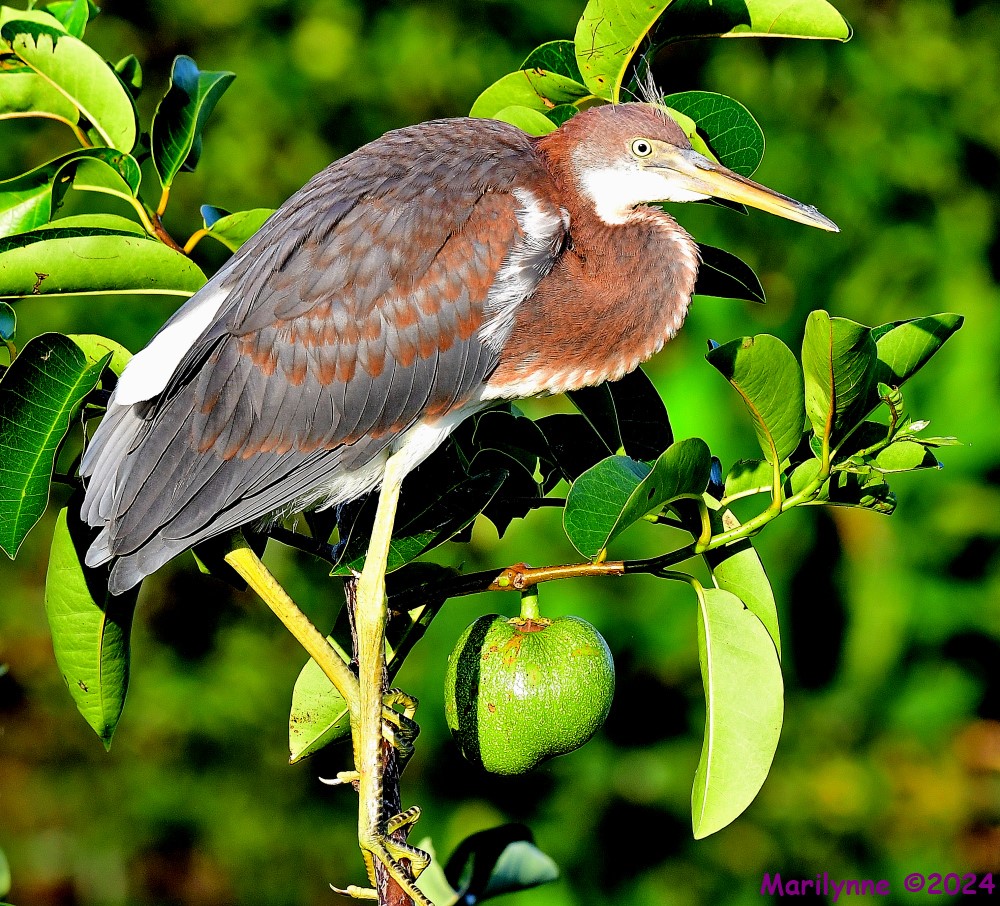DSC_9043_001.JPG
