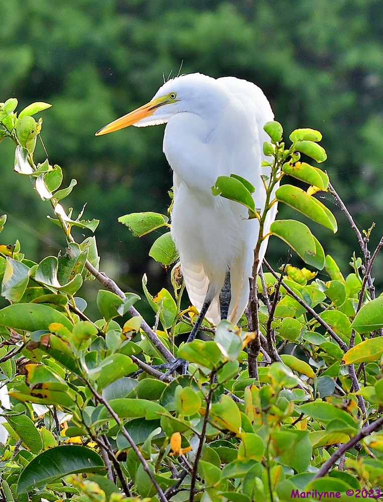 DSC_9046_001.JPG