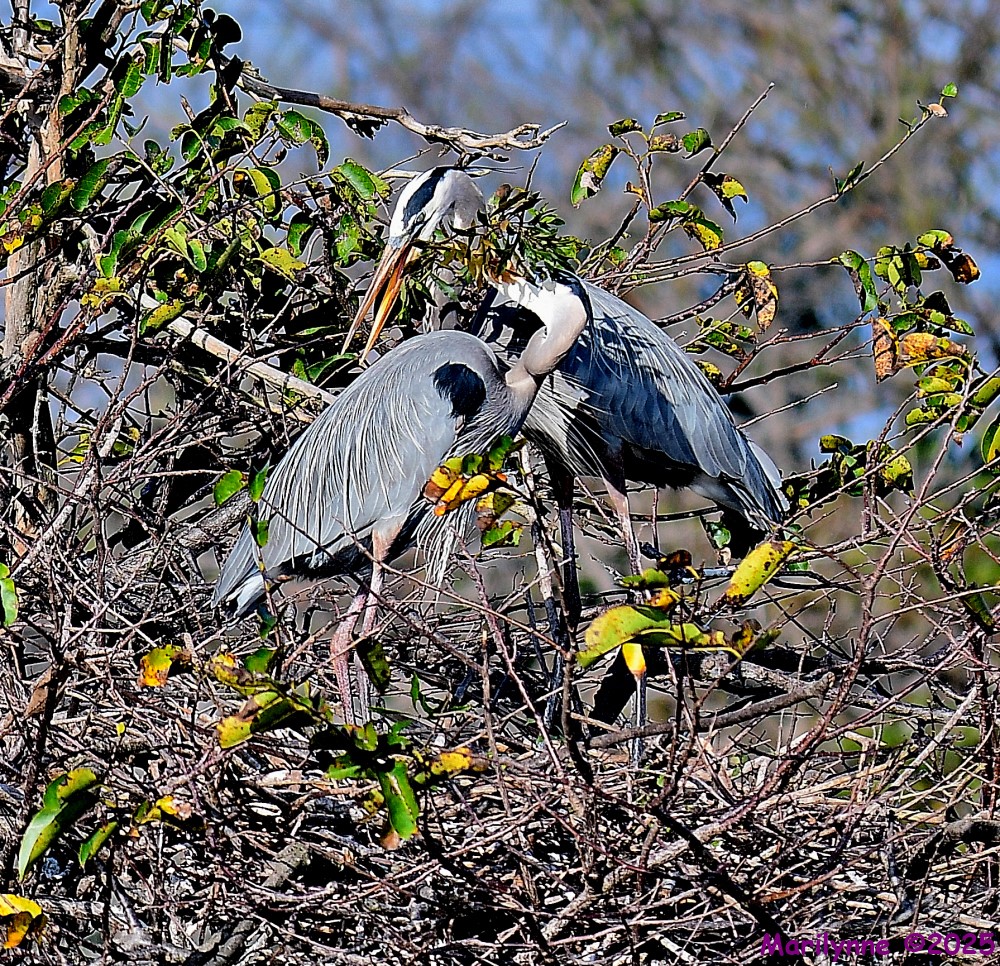 DSC_9046_001.JPG