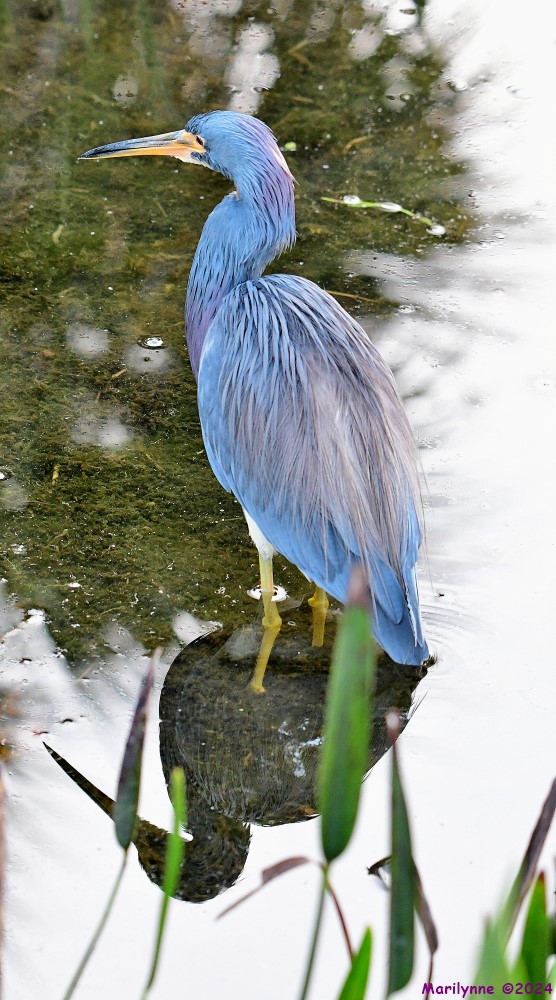DSC_9047_stitch_001.JPG