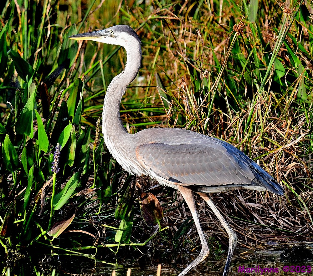 DSC_9048_001.JPG