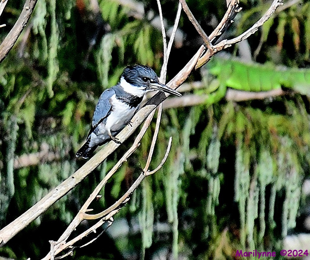 DSC_9048_001.JPG