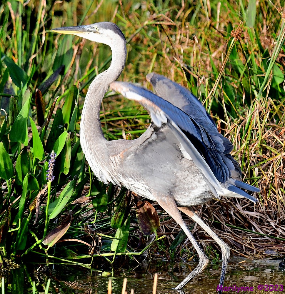 DSC_9049_001.JPG