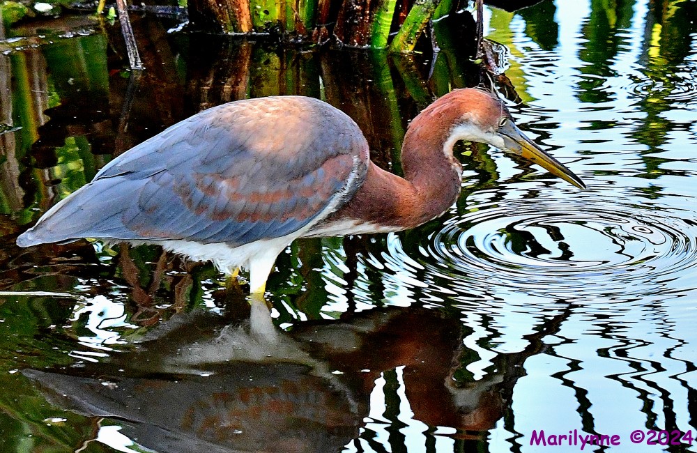 DSC_9051_001.JPG