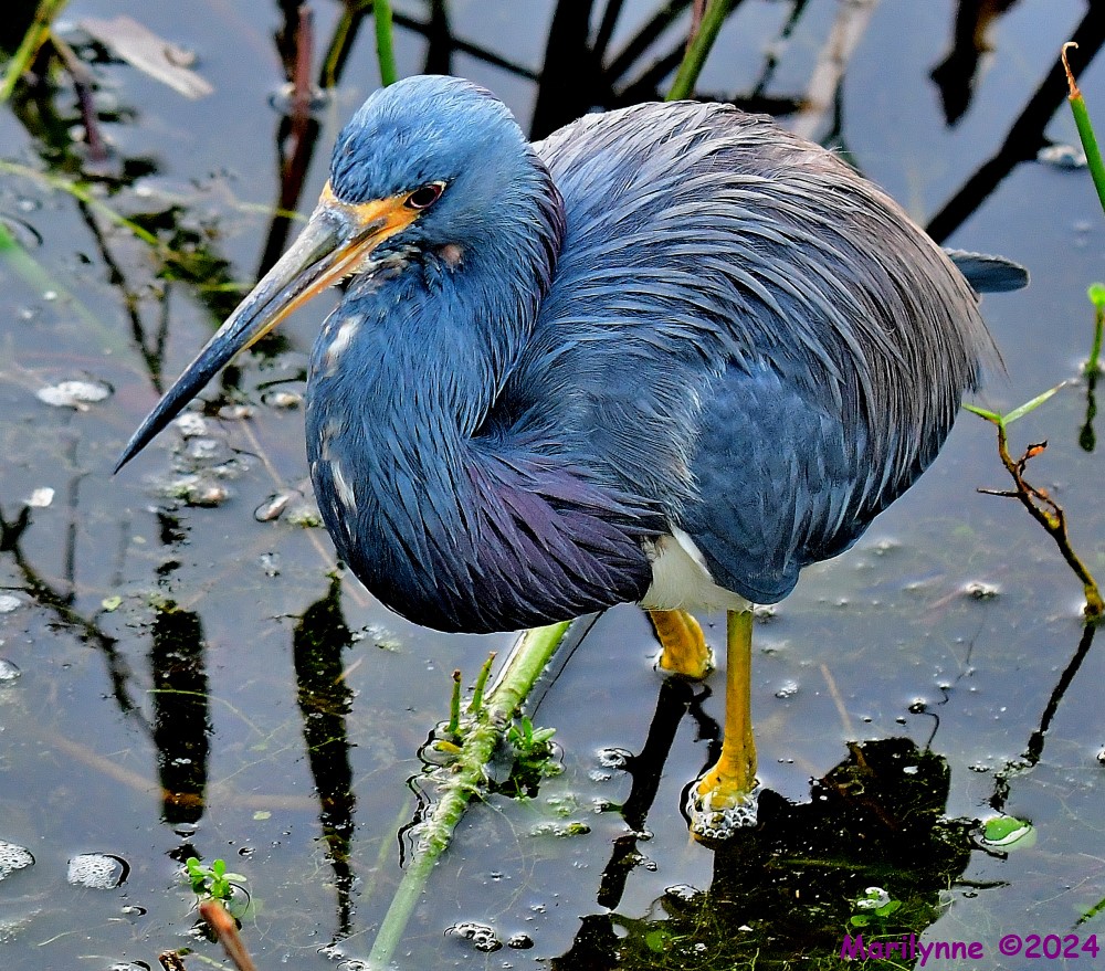 DSC_9053_001.JPG