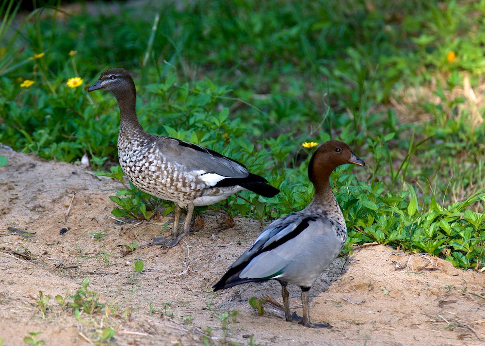 DSC_9054.jpg