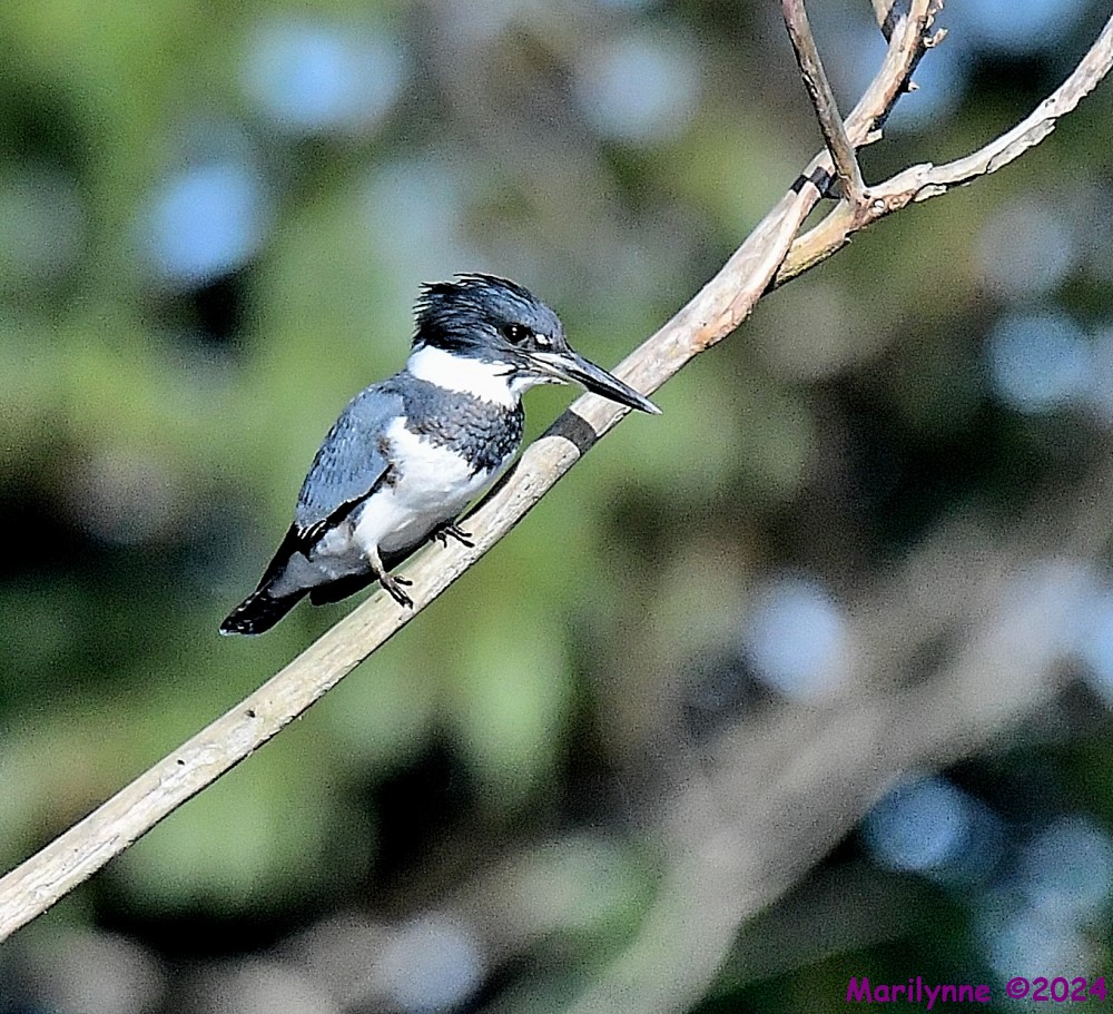 DSC_9054_001.JPG