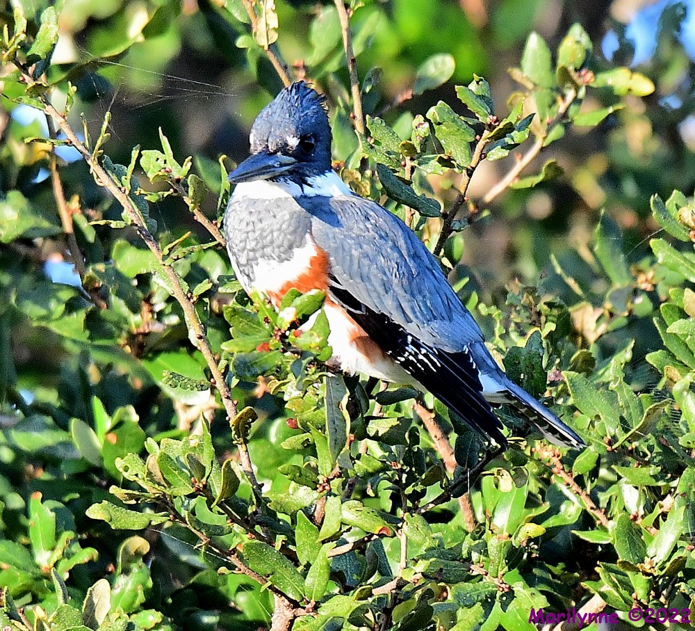 DSC_9056_001.JPG