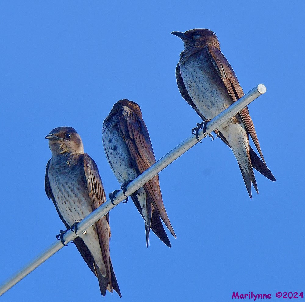 DSC_9056_001.JPG