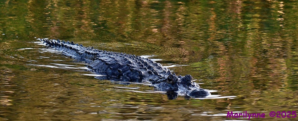 DSC_9056_001.JPG