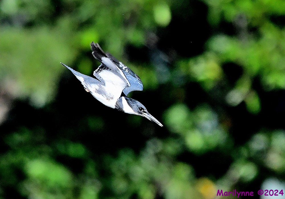 DSC_9058_001.JPG