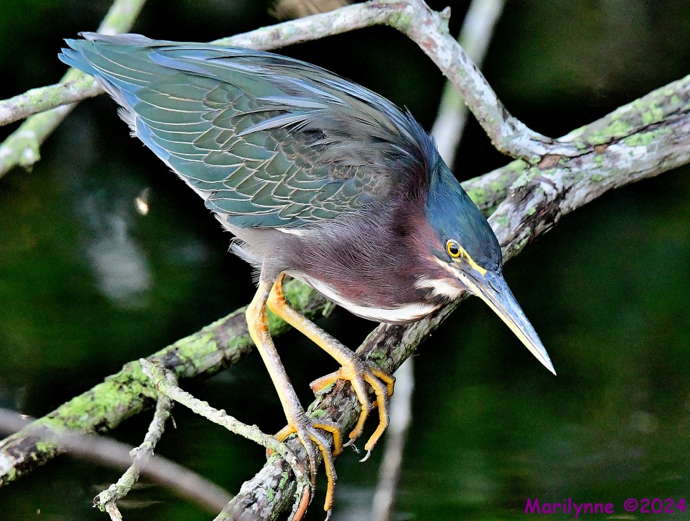DSC_9059_001.JPG