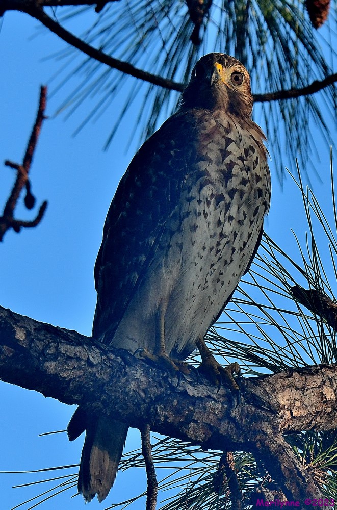 DSC_9060_001.JPG