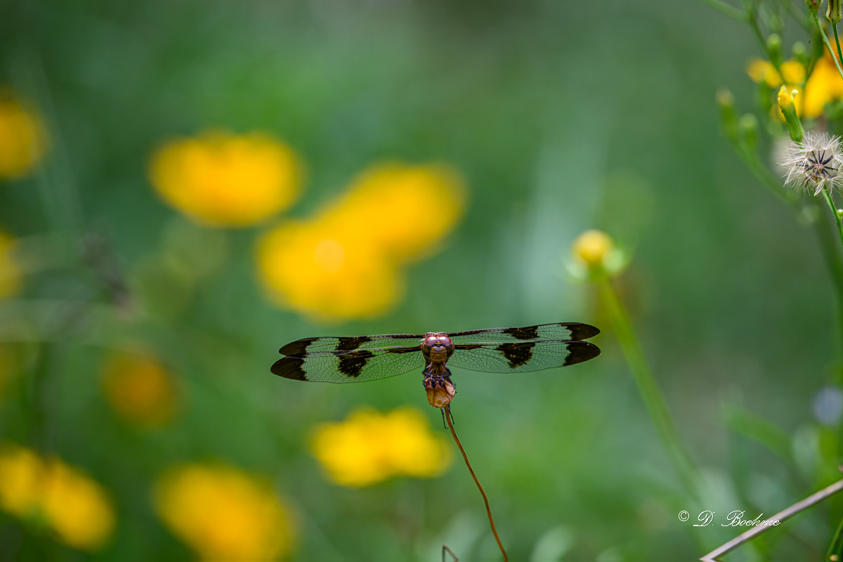 DSC_9061-topaz-rawdenoise.jpg