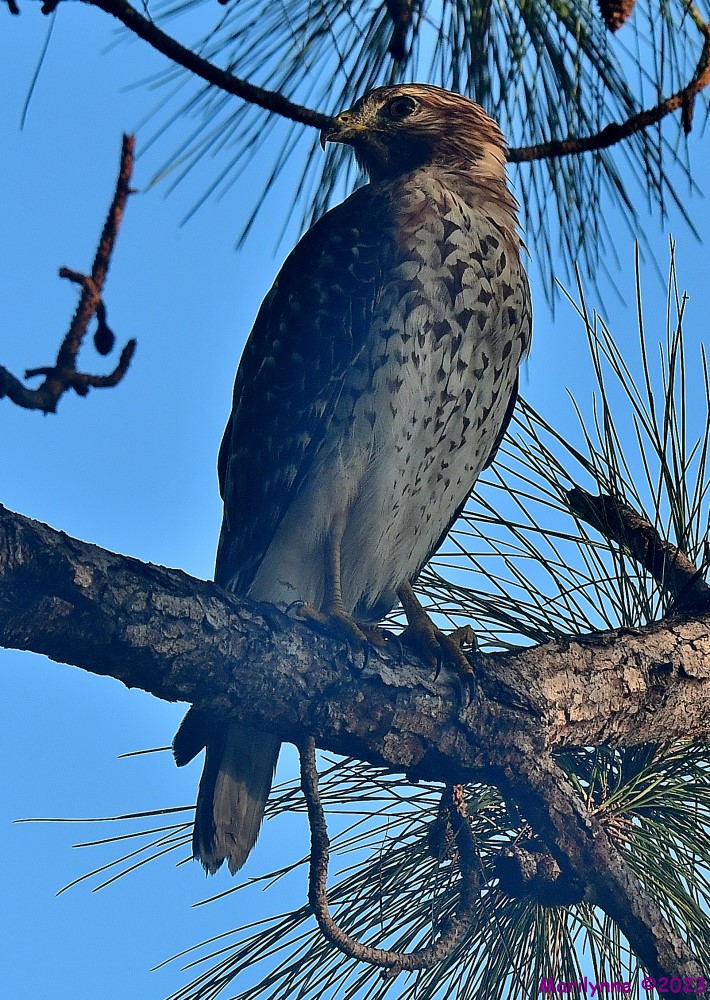 DSC_9063_001.JPG