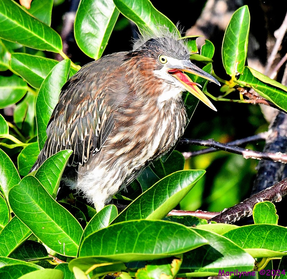 DSC_9063_001.JPG