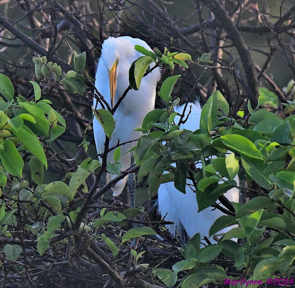 DSC_9065_001.JPG