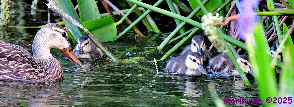 DSC_9065_001.JPG