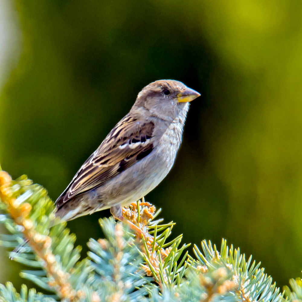 DSC_9066-Edit.jpg