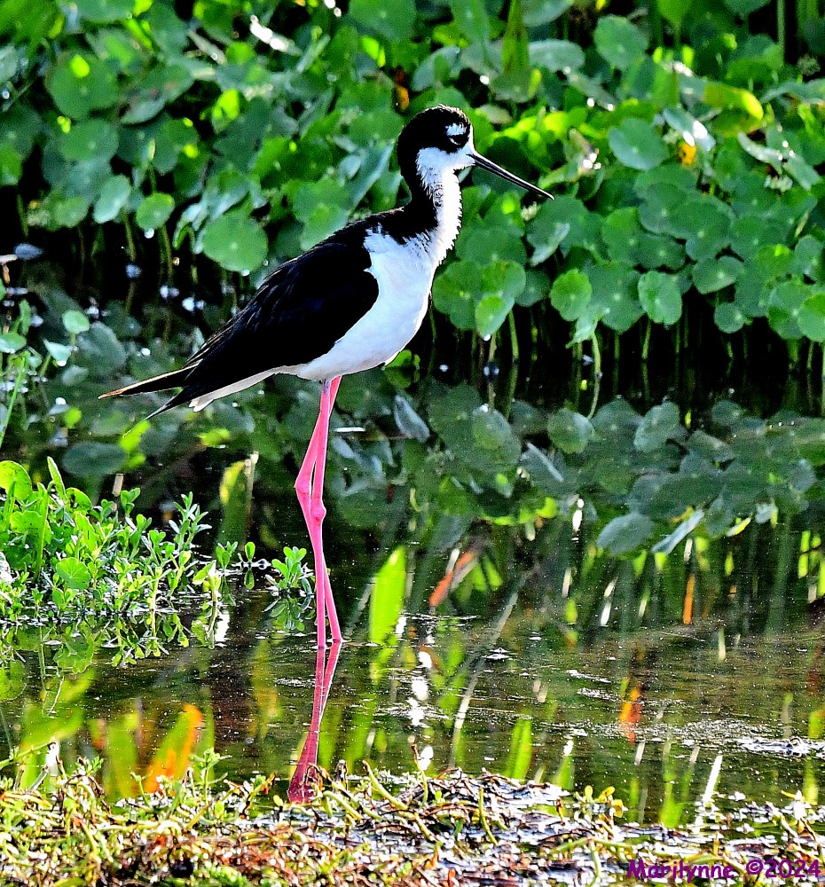 DSC_9070_001.JPG