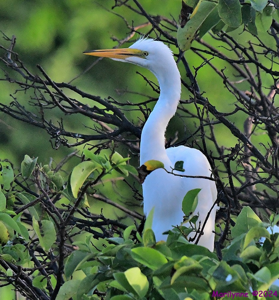 DSC_9071_001.JPG