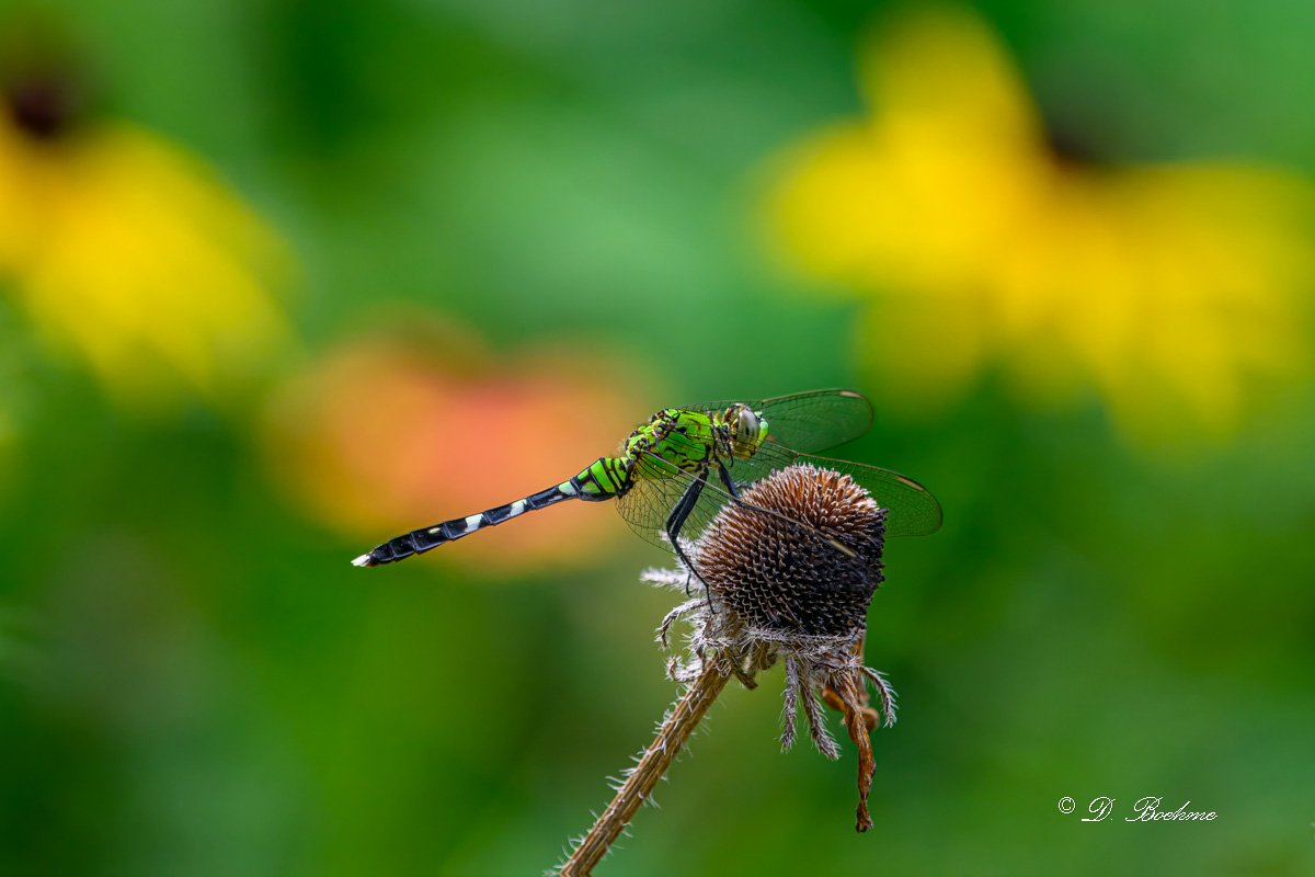 DSC_9072-topaz-rawdenoise.jpg