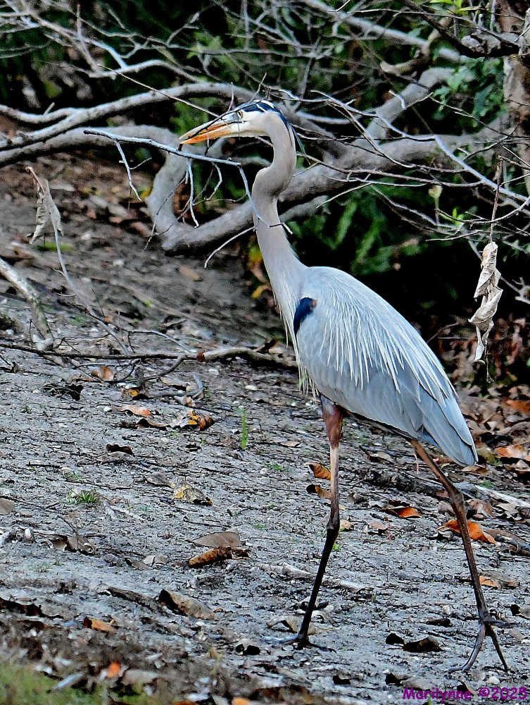 DSC_9074_001.JPG