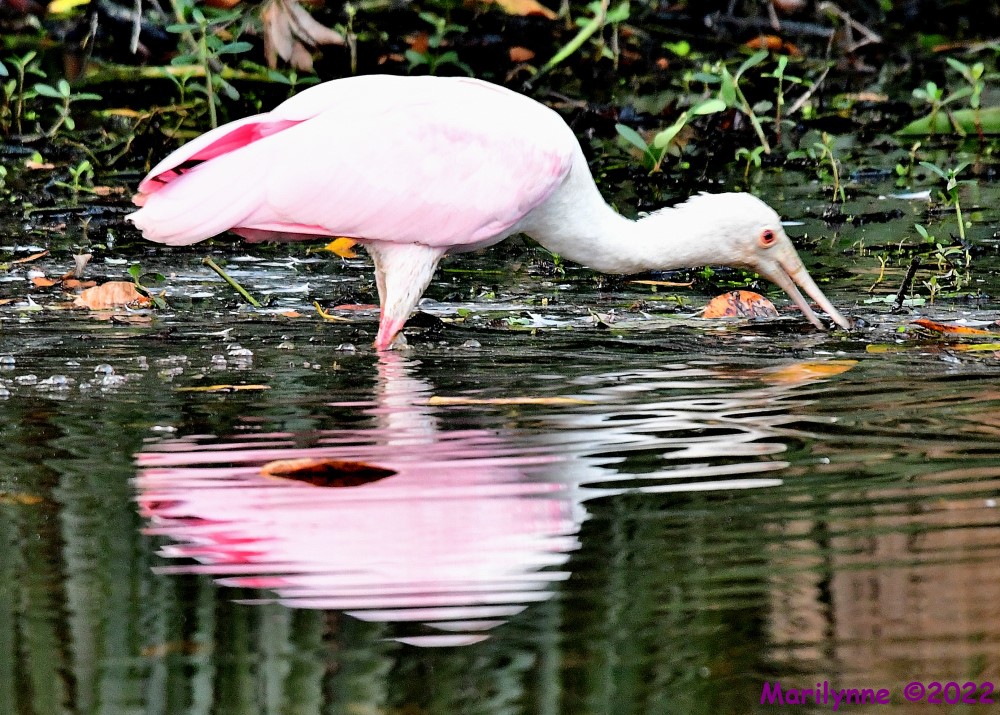 DSC_9077_001.JPG