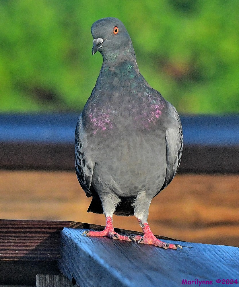 DSC_9077_001.JPG