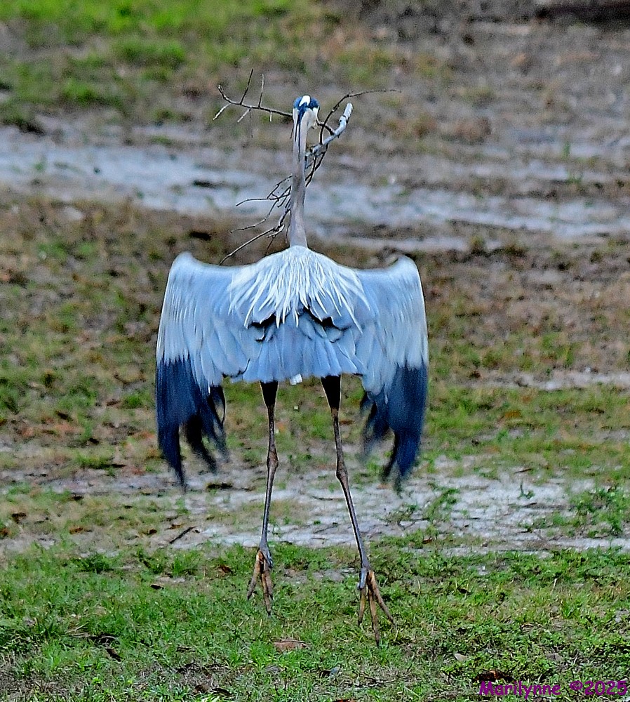 DSC_9077_001.JPG