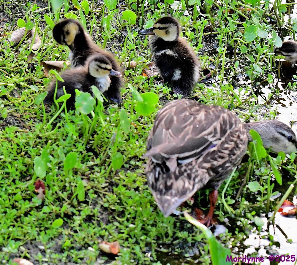 DSC_9078_001.JPG