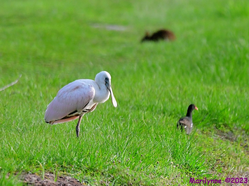 DSC_9079_001.JPG