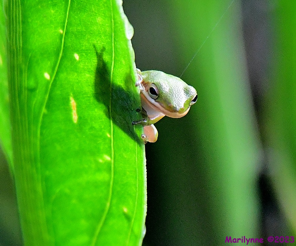 DSC_9080_001.JPG