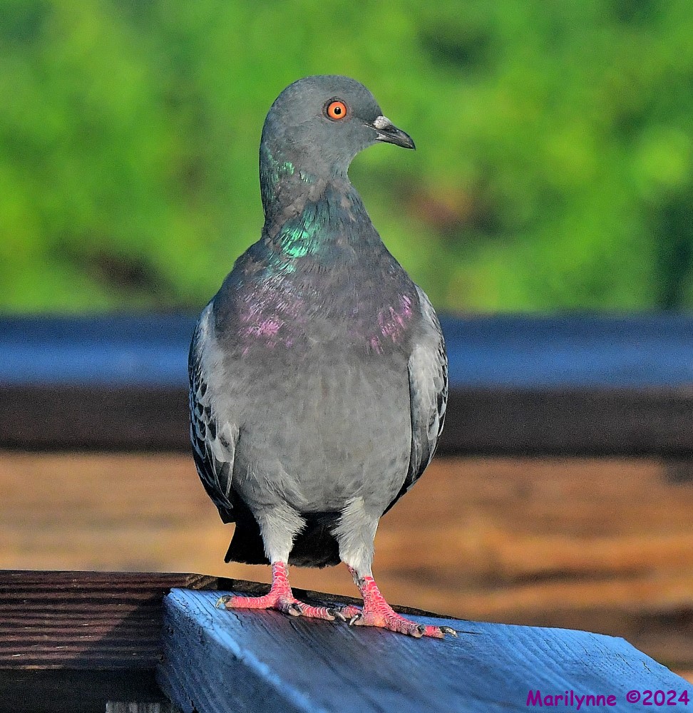 DSC_9080_001.JPG