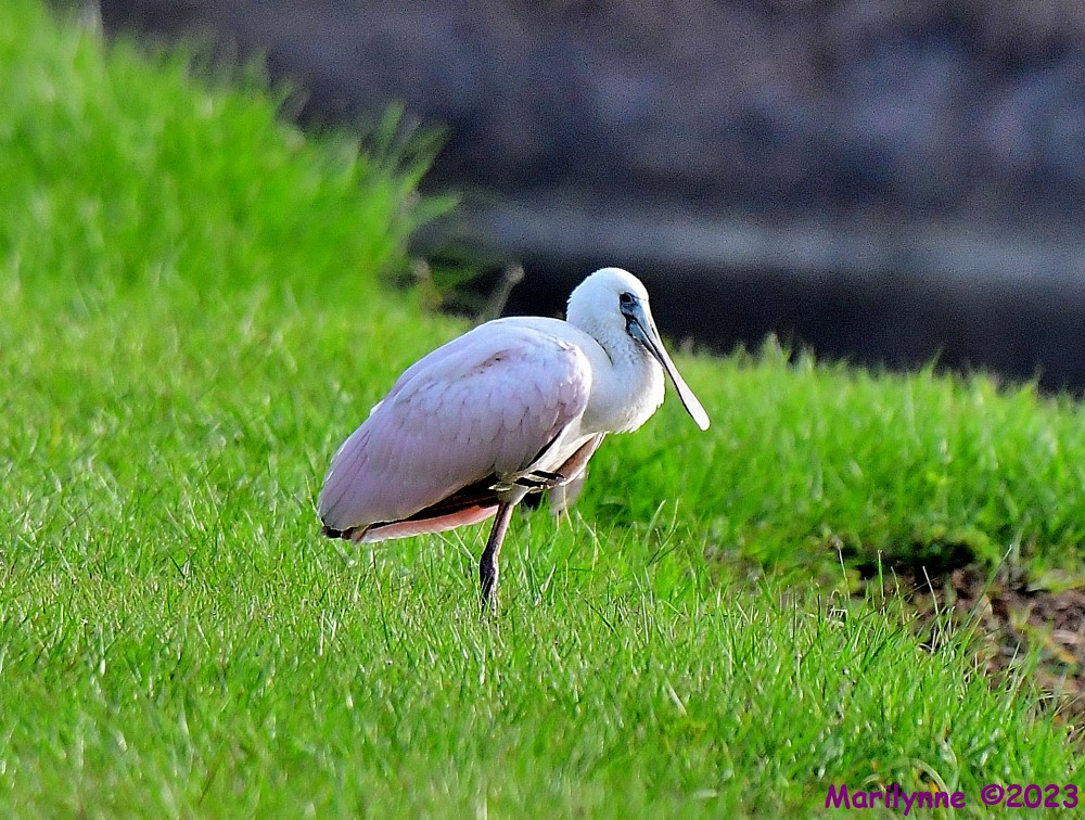 DSC_9082_001.JPG