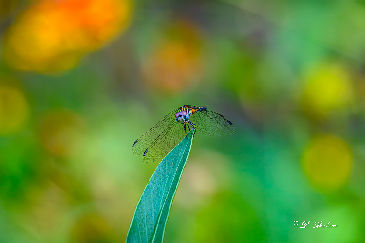 DSC_9084-topaz-rawdenoise-2.jpg
