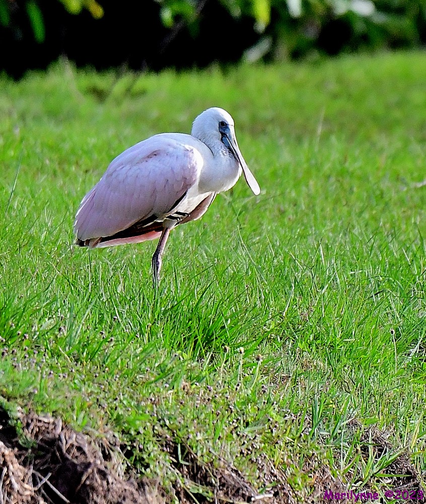 DSC_9084_001.JPG