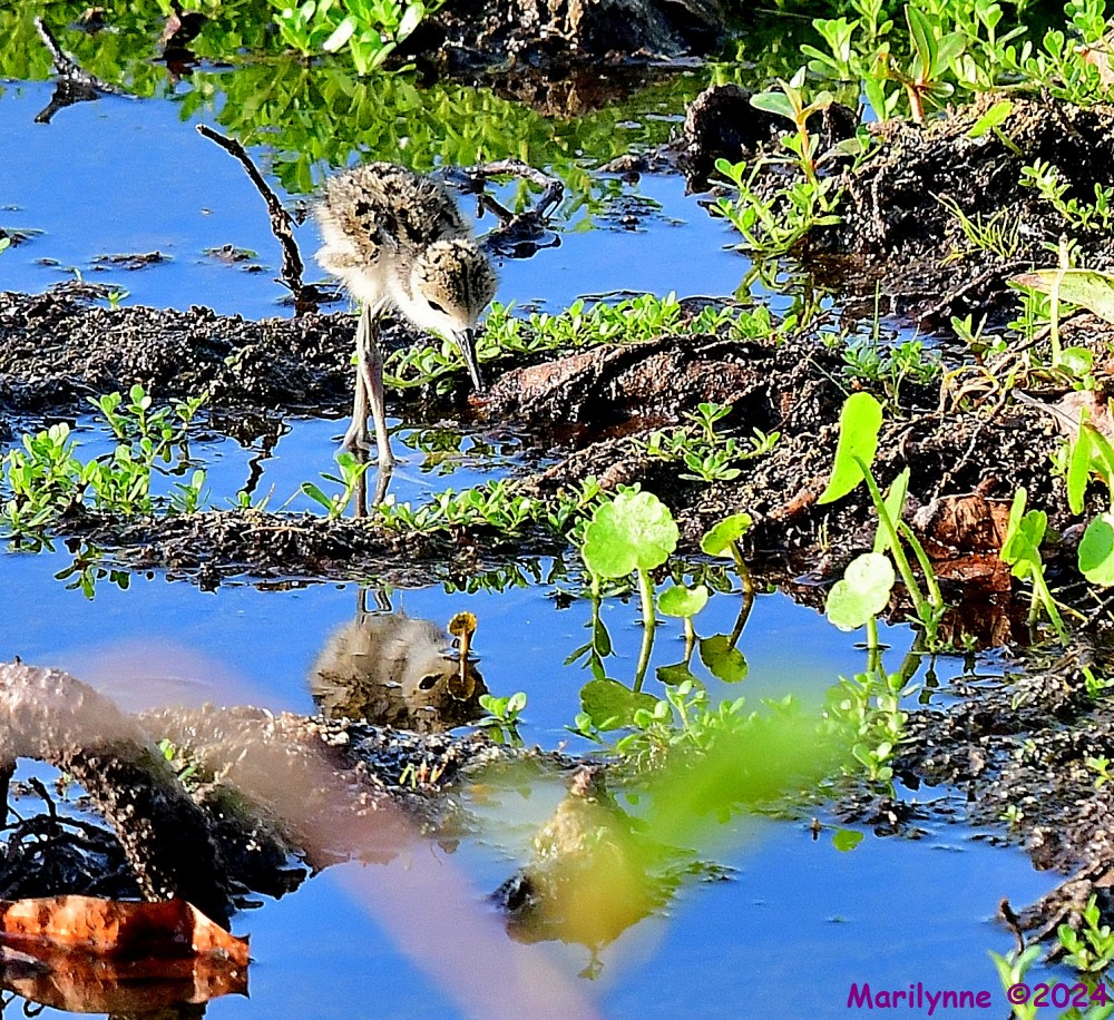 DSC_9085_001.JPG